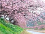 Tinh dầu Anh Đào quyến rũ Cherry Blossom LIS MEC - Ảnh 3